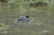 Krickente (1 von 2).jpg